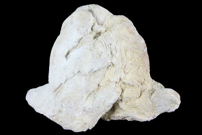 Cretaceous Fish Coprolite (Fossil Poop) - Kansas #93785